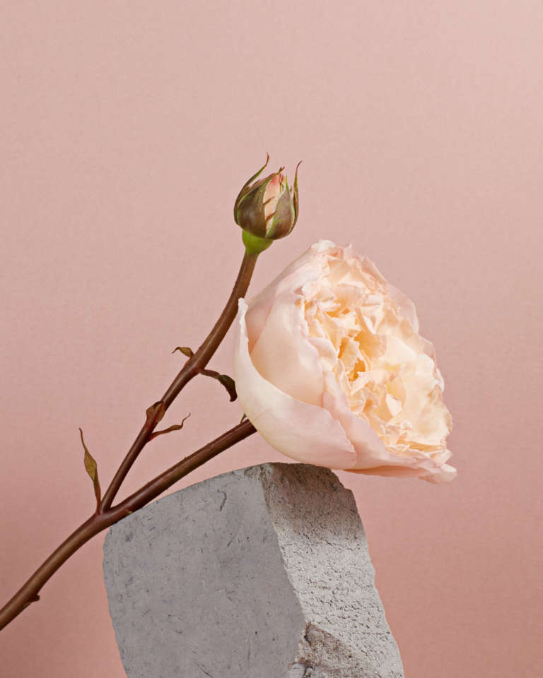 Elodie Farge • Maison Parfums Gres • 20