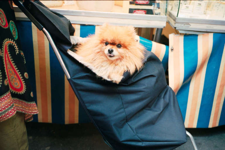 Monsieurtok • Dogs • 15