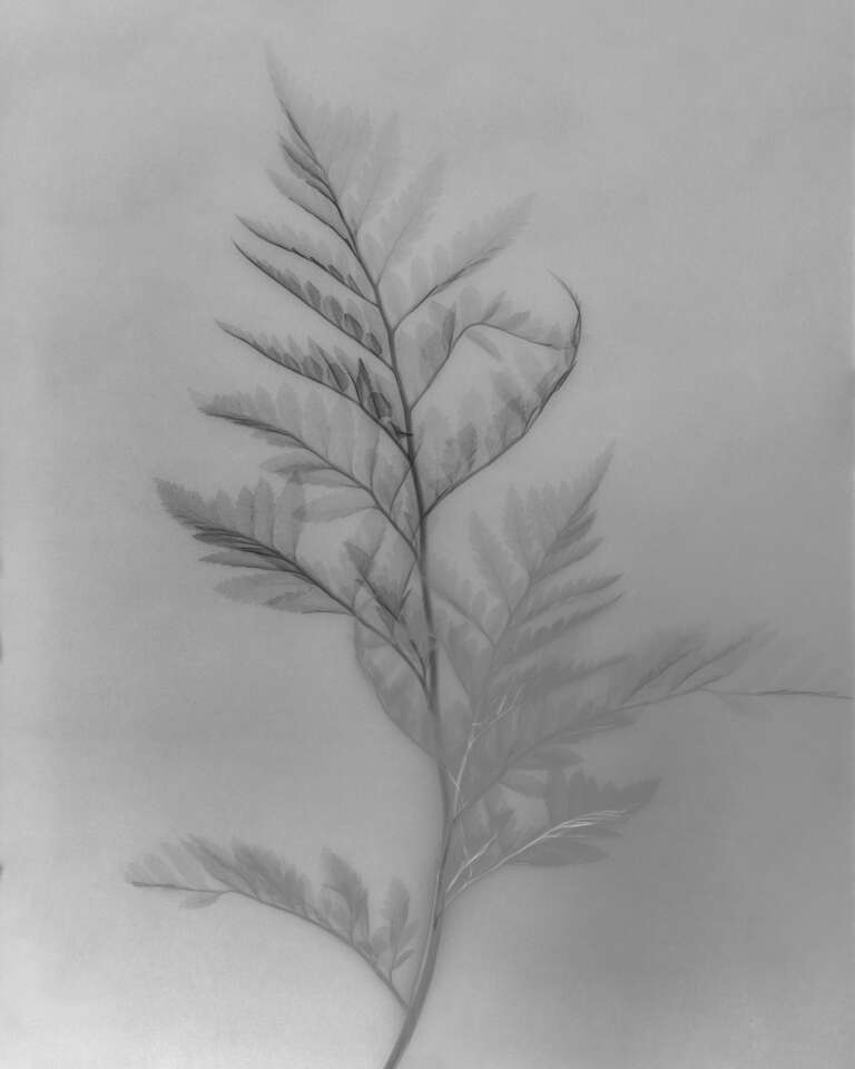 Elodie Farge • Xray • 02