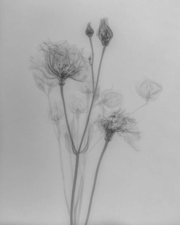 Elodie Farge • Xray • 03
